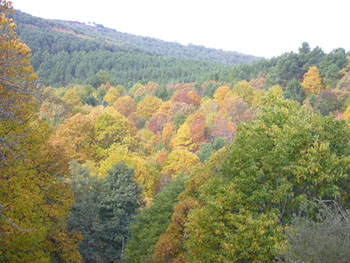 Bosque Honfría