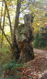 Bosque Honfría