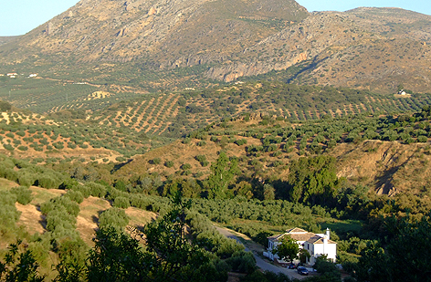 Casa Olea