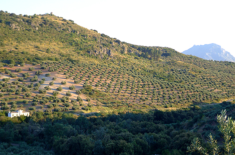 Casa Olea