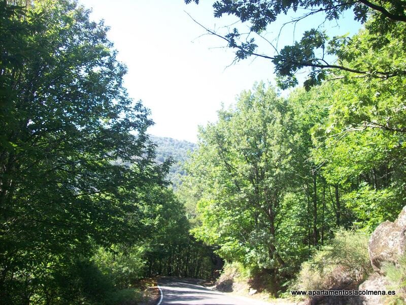 La Colmena
