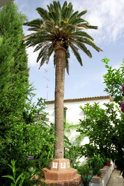 Oda Andaluza