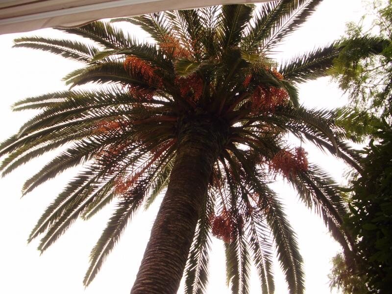 Ca´ls Mestres (La Casa de La Palmera)