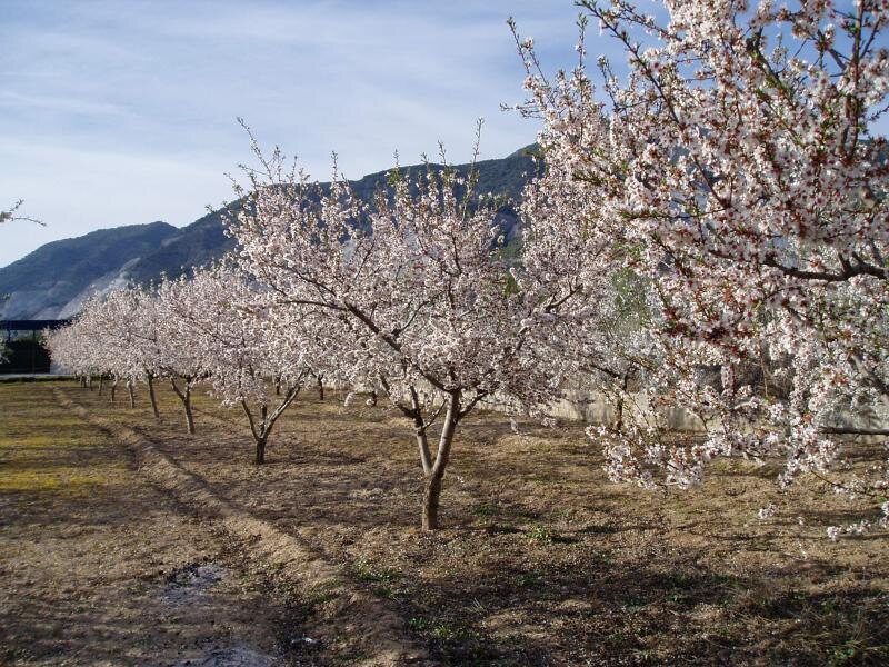 Cortijo Bamel