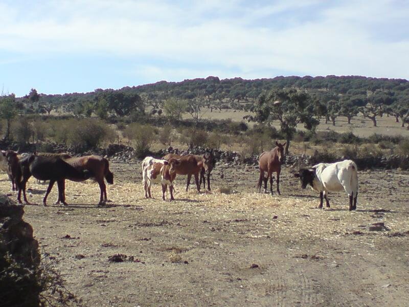 El Rincon Del Charro