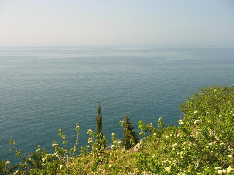 El Palmito
