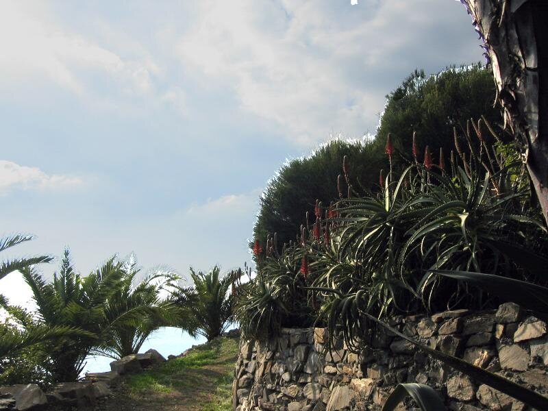 El Palmito