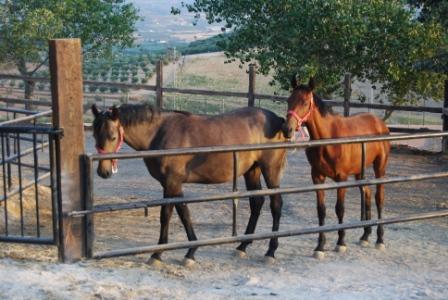 Cortijo Rural Encina Vieja