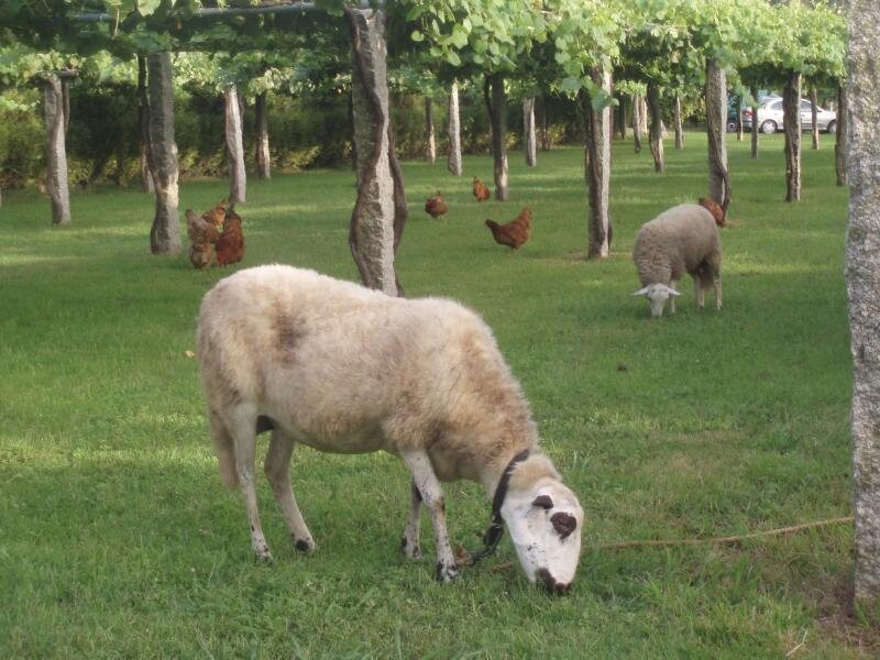 Eirado  Do  Pino
