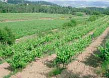 Can Lluis De Mas Palou