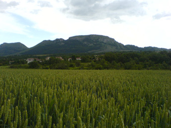 El Canto Del Mirlo