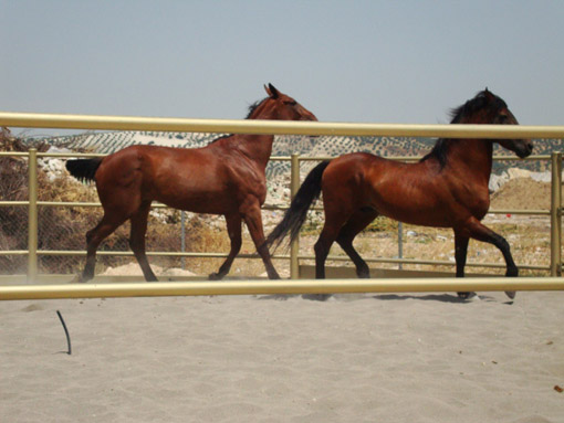 Medina De Belda