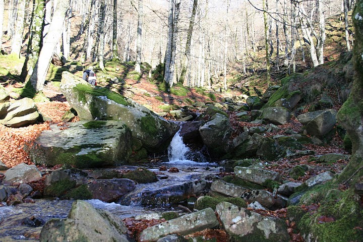 Albirena