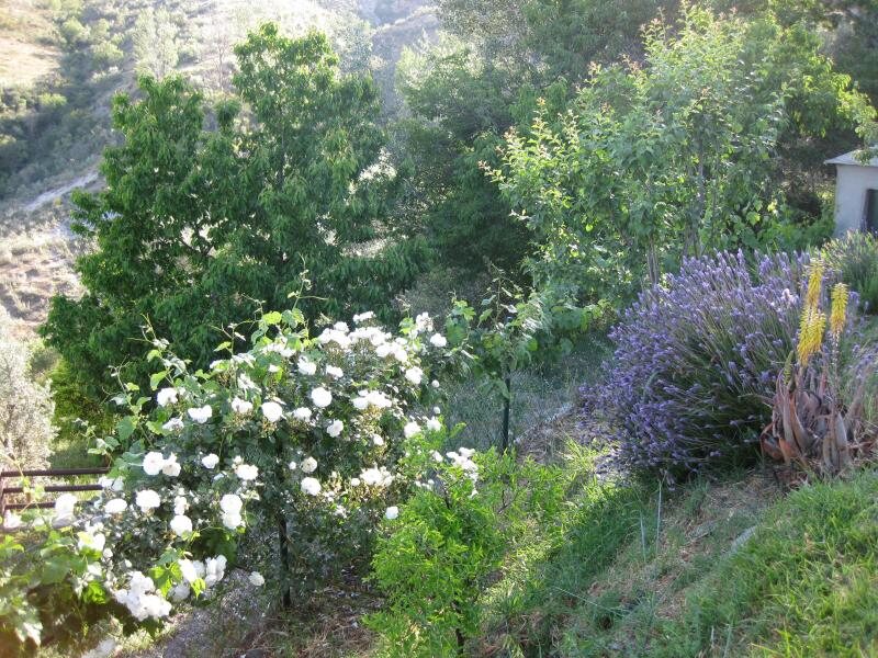 Bancal De Los Pérez