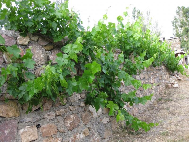 Bancal De Los Pérez