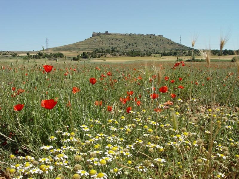 Cabaña Real De Carreteros