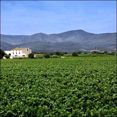 Cal Salvet