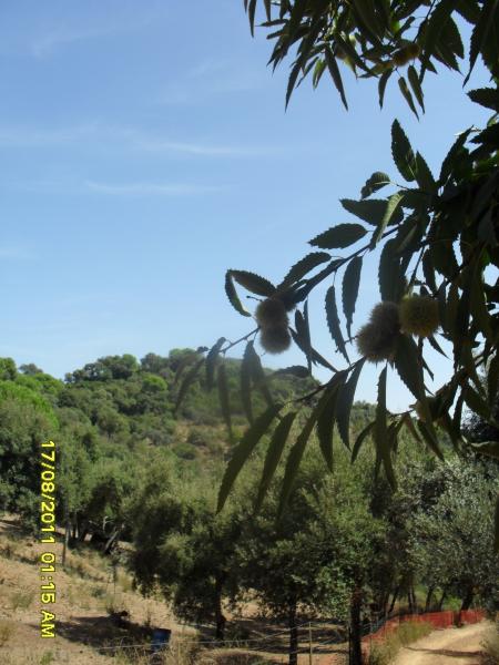 Los Madroños
