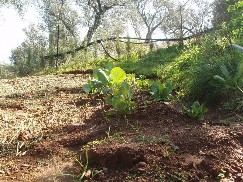 Los Madroños