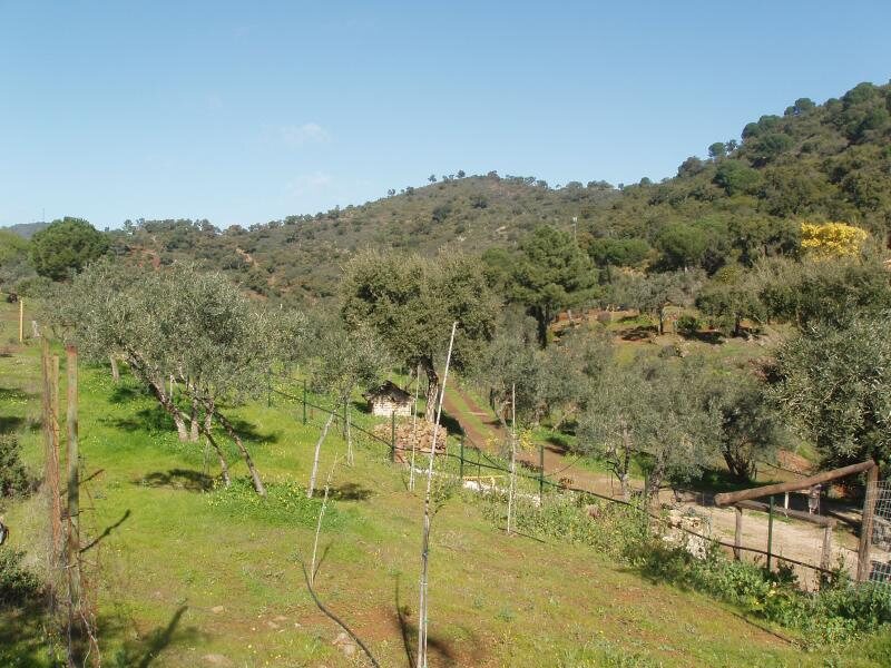 Los Madroños