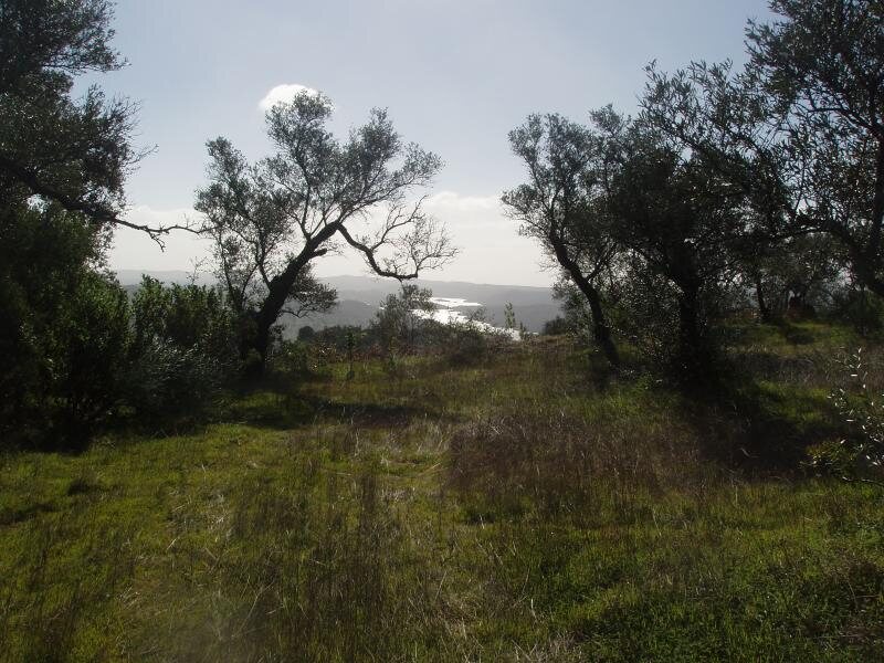 Los Madroños