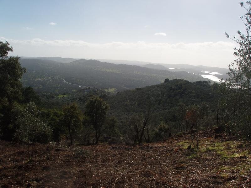 Los Madroños
