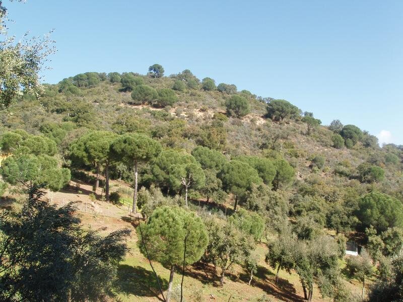 Los Madroños