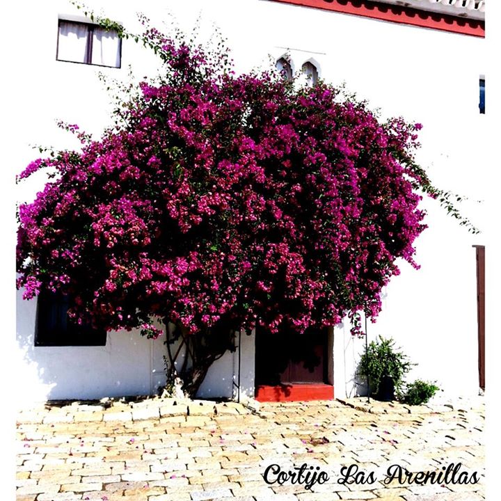 Cortijo Las Arenillas