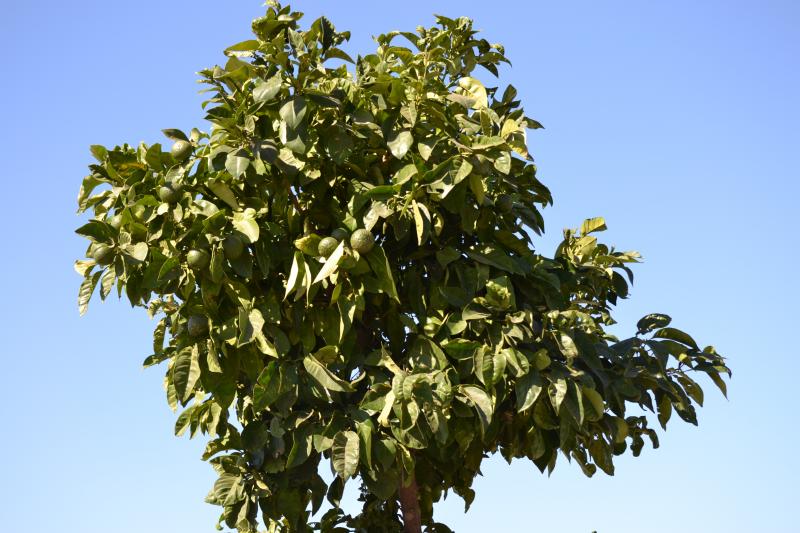 La Chatarré - Finca Con Tres Alojamientos