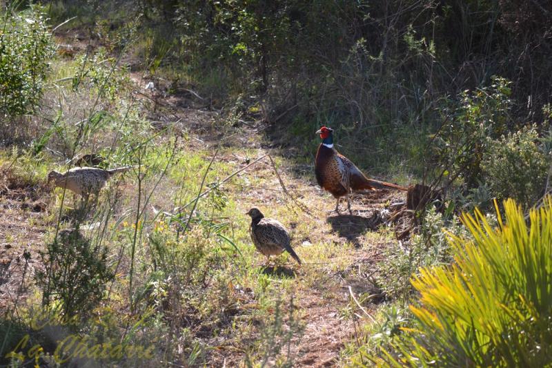 La Chatarré - Finca Con Tres Alojamientos