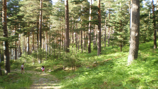 La Hijuela De Pindo