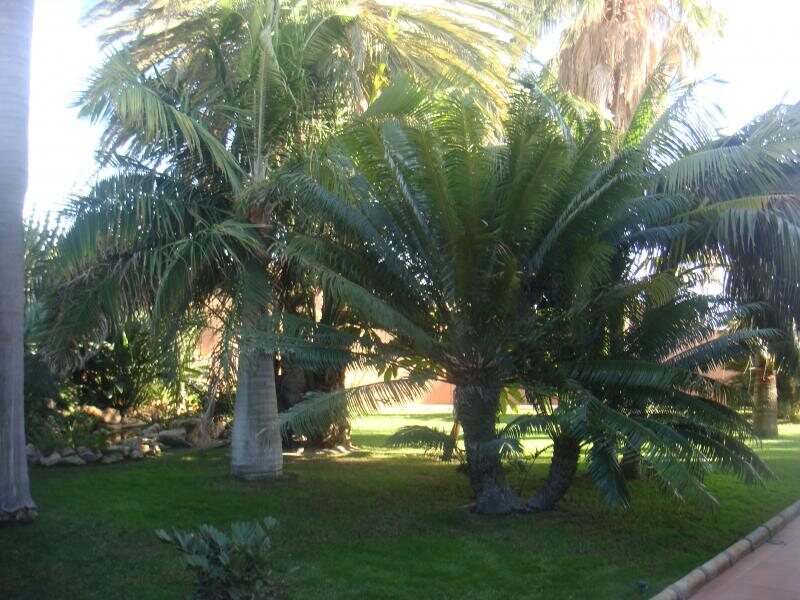 Villa Al Alba