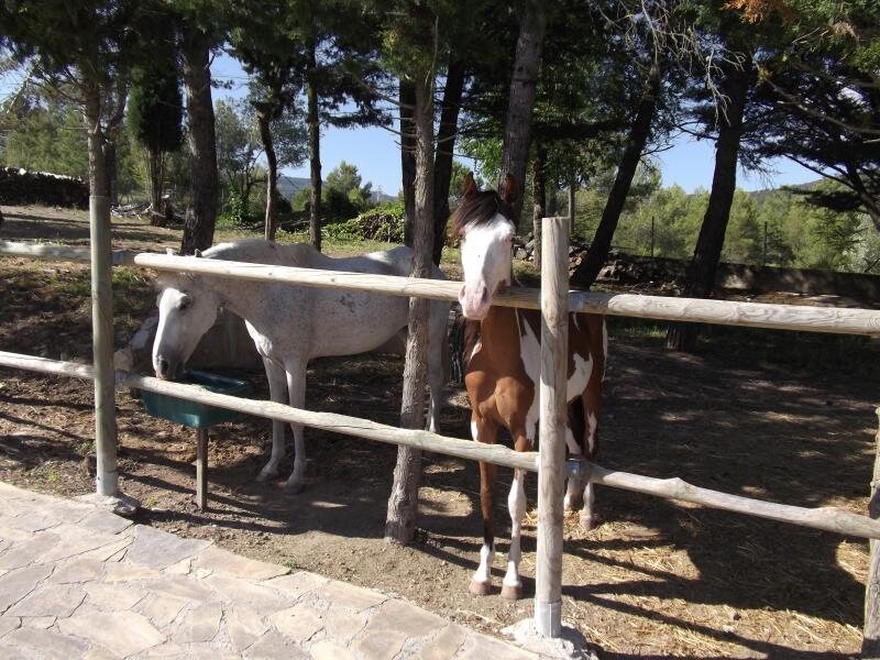 Els Galops