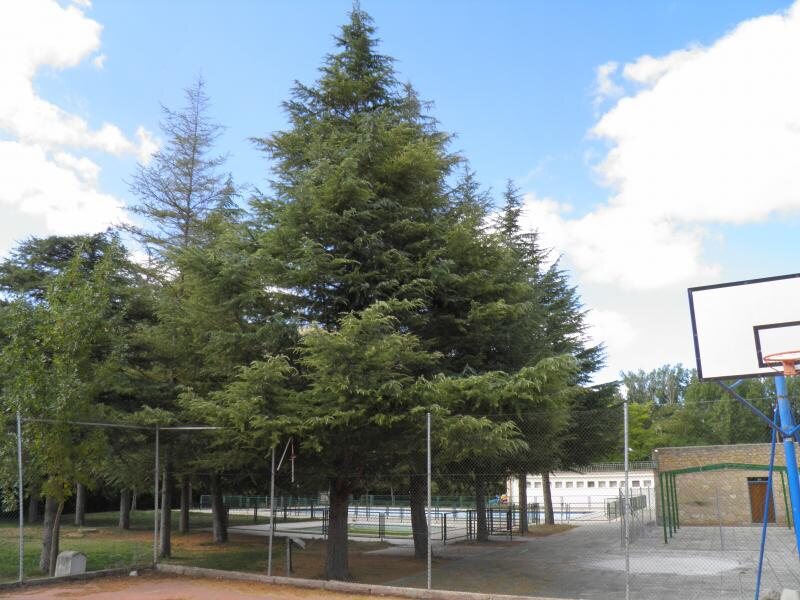 Albergue Intercamp