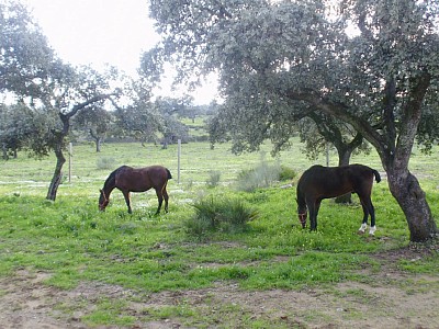 Cortijo Dehesa Sevilla