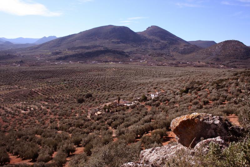Montecillobajo