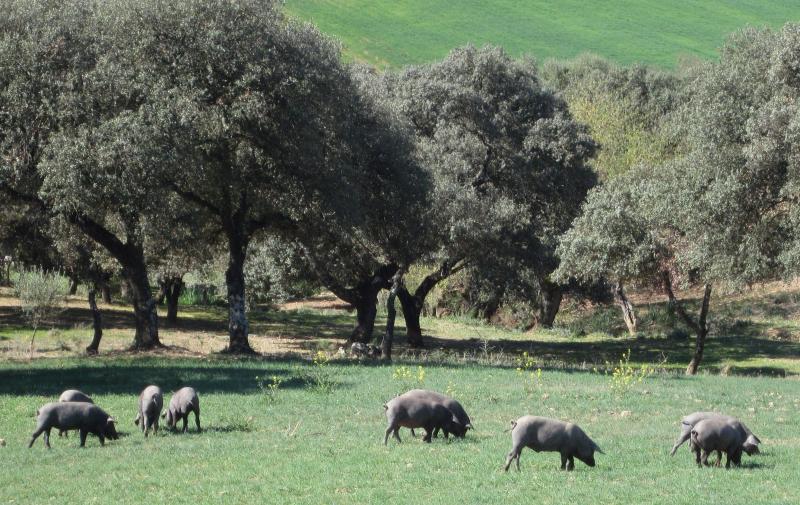 Casa Rural Azahar