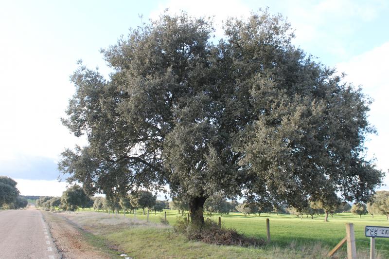 La casa del Carpintero