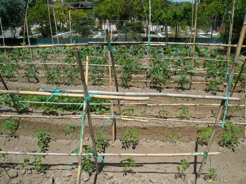 Los Frutales