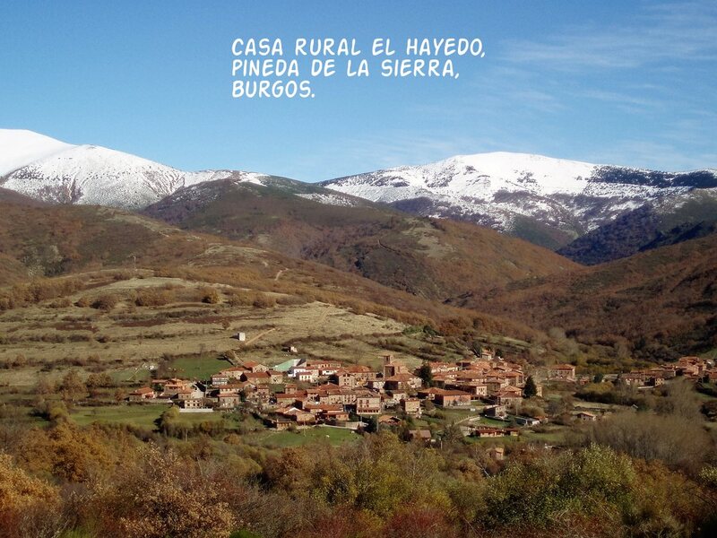el hayedo