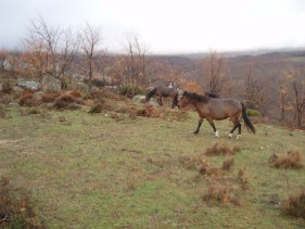 La Solana