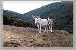 La Morera