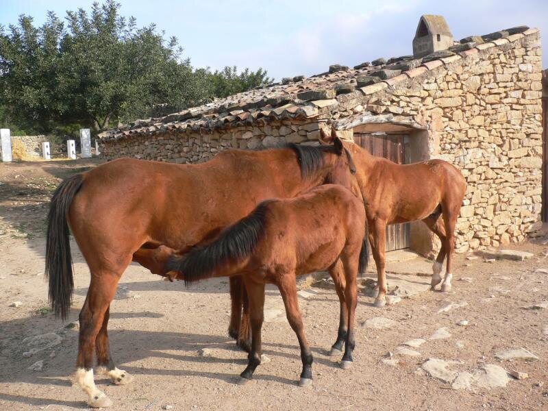 Casa Rural  Masia La Miguelota